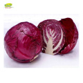 Chinese Fresh Cabbage Bulk Price